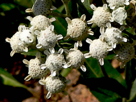 image of Parthenium integrifolium var. integrifolium, Common Wild Quinine