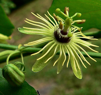 image of Passiflora lutea, Yellow Passionflower, Little Passionflower