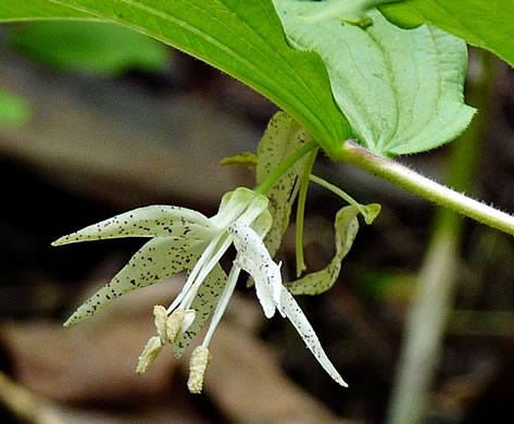 image of Prosartes maculata, Nodding Mandarin, Spotted Mandarin