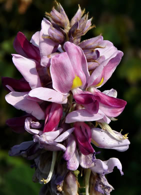 image of Pueraria montana var. lobata, Kudzu, Foot-a-Day