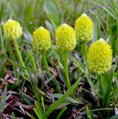 image of Polygala nana, Dwarf Milkwort, Candyroot