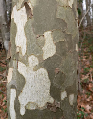 image of Platanus occidentalis var. occidentalis, American Sycamore, Planetree