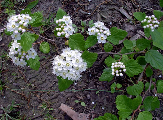 image of Physocarpus opulifolius var. opulifolius, Flowering Ninebark, Eastern Ninebark