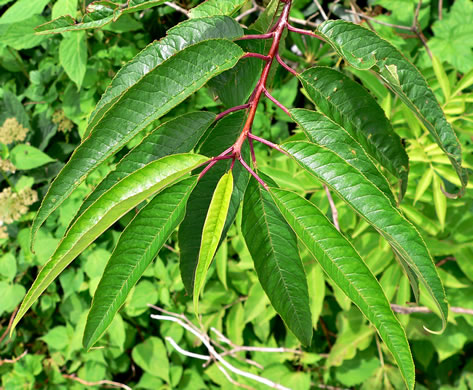 image of Prunus pensylvanica, Fire Cherry, Pin Cherry