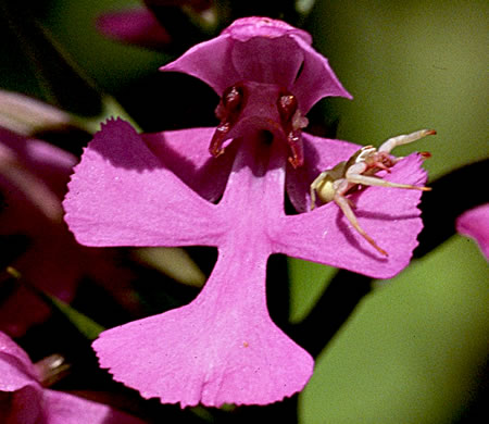 image of Platanthera peramoena, Purple Fringeless Orchid, Purple Spire Orchid, Pride-of-the-peak