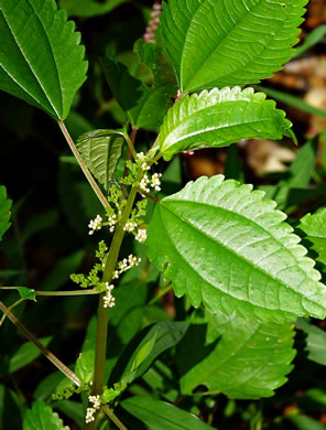 Greenfruit Clearweed