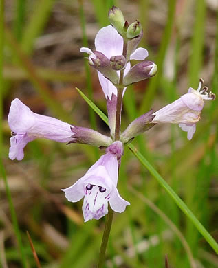 Savanna Obedient-plant