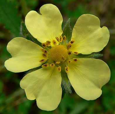 flower of Potentilla recta, Rough-fruited Cinquefoil, Sulphur Cinquefoil, Sulphur Five-fingers