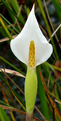 image of Peltandra sagittifolia, White Arrow-arum, White Arum, Spoonflower