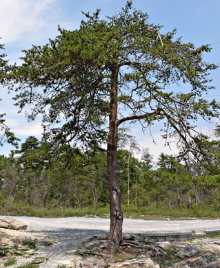 image of Pinus virginiana, Virginia Pine, Scrub Pine, Jersey Pine, Possum Pine