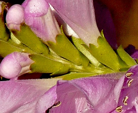 image of Physostegia virginiana ssp. praemorsa, Southern Obedient-plant