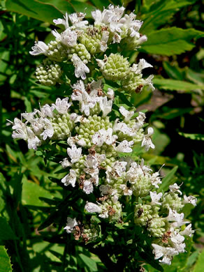 image of Pycnanthemum virginianum, Virginia Mountain-mint