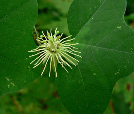 image of Passiflora lutea, Yellow Passionflower, Little Passionflower