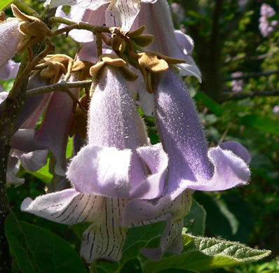 image of Paulownia tomentosa, Princess Tree, Empress Tree, Royal Paulownia