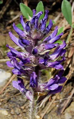 image of Pediomelum subacaule, Nashville Breadroot