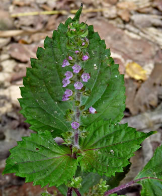 image of Perilla frutescens, Beefsteak-plant, Perilla