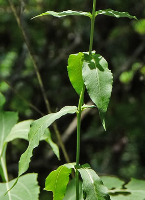 image of Phlox amplifolia, Broadleaf Phlox, Largeleaf Phlox