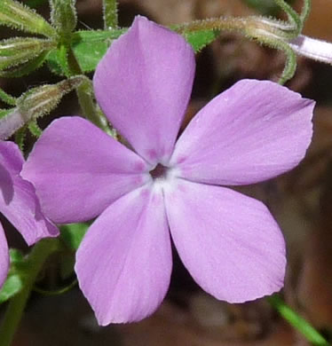 image of Phlox pilosa ssp. pilosa, Downy Phlox