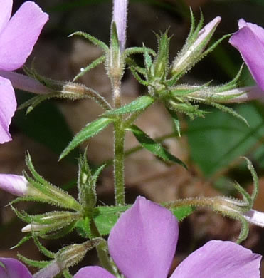 image of Phlox pilosa ssp. pilosa, Downy Phlox