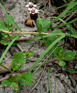 image of Phyla nodiflora, Creeping Frogfruit, Capeweed, Turkey-tangle, Sawtooth Frogfruit