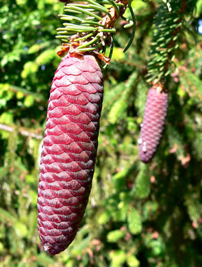 fruit of Picea abies, Norway Spruce
