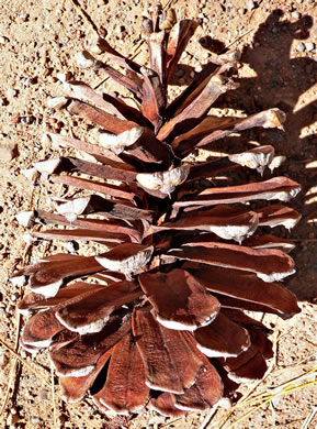 image of Pinus palustris, Longleaf Pine, Southern Pine