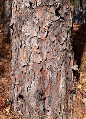 image of Pinus palustris, Longleaf Pine, Southern Pine