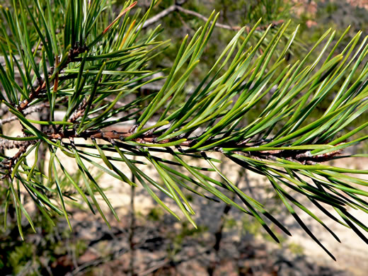 image of Pinus pungens, Table Mountain Pine, Bur Pine, Hickory Pine, Prickly Pine