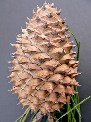 image of Pinus pungens, Table Mountain Pine, Bur Pine, Hickory Pine, Prickly Pine