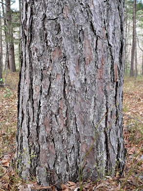 image of Pinus pungens, Table Mountain Pine, Bur Pine, Hickory Pine, Prickly Pine