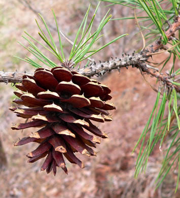 fruit of Pinus rigida, Pitch Pine