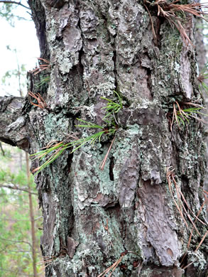 sepals or bracts of Pinus rigida, Pitch Pine