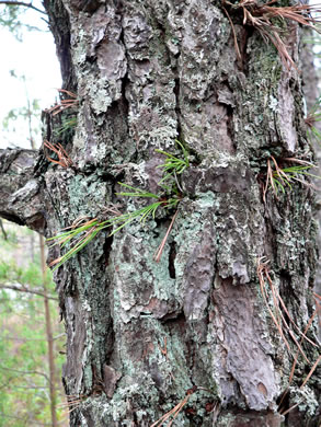 image of Pinus rigida, Pitch Pine