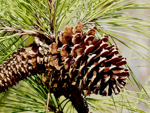 fruit of Pinus taeda, Loblolly Pine, Old Field Pine