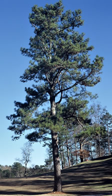 image of Pinus taeda, Loblolly Pine, Old Field Pine