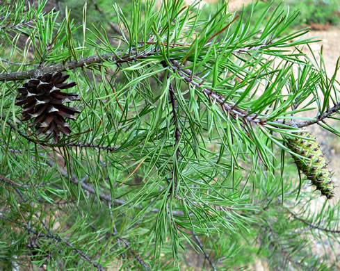 image of Pinus virginiana, Virginia Pine, Scrub Pine, Jersey Pine, Possum Pine