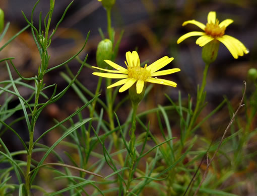 Pityopsis pinifolia, Sandhill Goldenaster, Taylor County Goldenaster, Taylor County Silkgrass