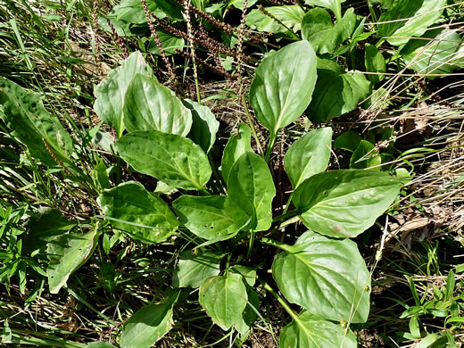 image of Plantago cordata, Heartleaf Plantain, King-root