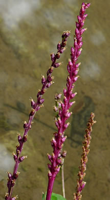 image of Plantago cordata, Heartleaf Plantain, King-root