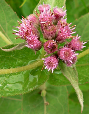 image of Pluchea baccharis, Marsh Fleabane, Rosy Camphorweed