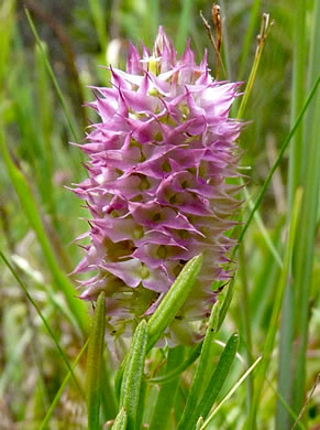 image of Polygala cruciata, Drumheads, Crossleaf Milkwort