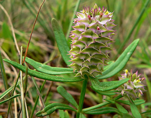 image of Polygala cruciata, Drumheads, Crossleaf Milkwort