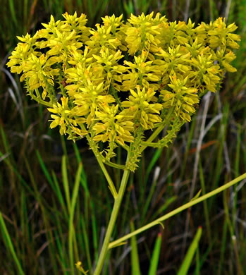 image of Polygala cymosa, Tall Pinebarren Milkwort