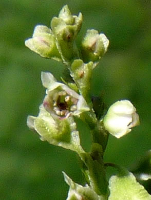 image of Fallopia scandens, Common Climbing Buckwheat