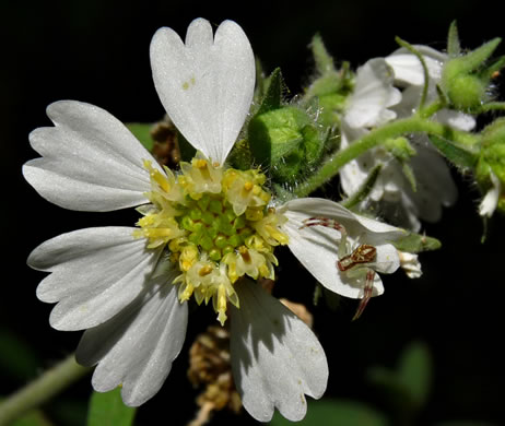image of Polymnia canadensis, White-flowered Leafcup, Small-flowered Leafcup