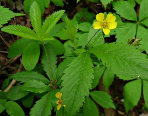 image of Potentilla simplex, Old Field Cinquefoil, Old-field Five-fingers, Common Cinquefoil