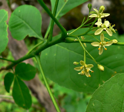 image of Ptelea trifoliata, Wafer-ash, Hoptree