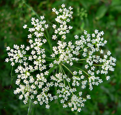 image of Ptilimnium costatum, Big Bishopweed, Ribbed Bishopweed