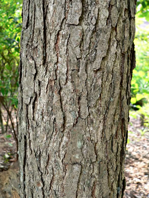 image of Quercus bicolor, Swamp White Oak