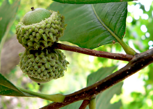 image of Quercus bicolor, Swamp White Oak